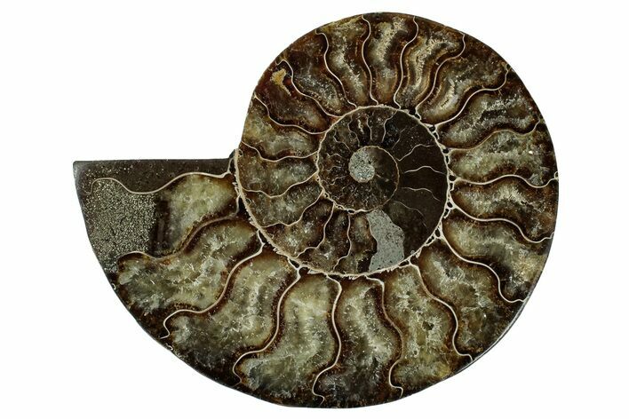Cut & Polished Ammonite Fossil (Half) - Madagascar #345650